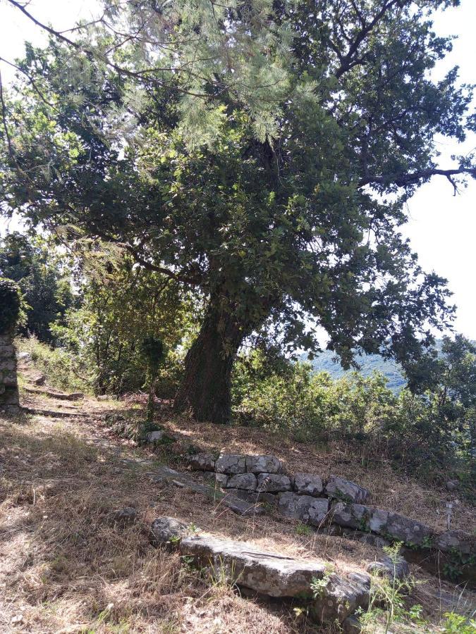 L'Antica Quercia B&B Castell'Umberto Esterno foto