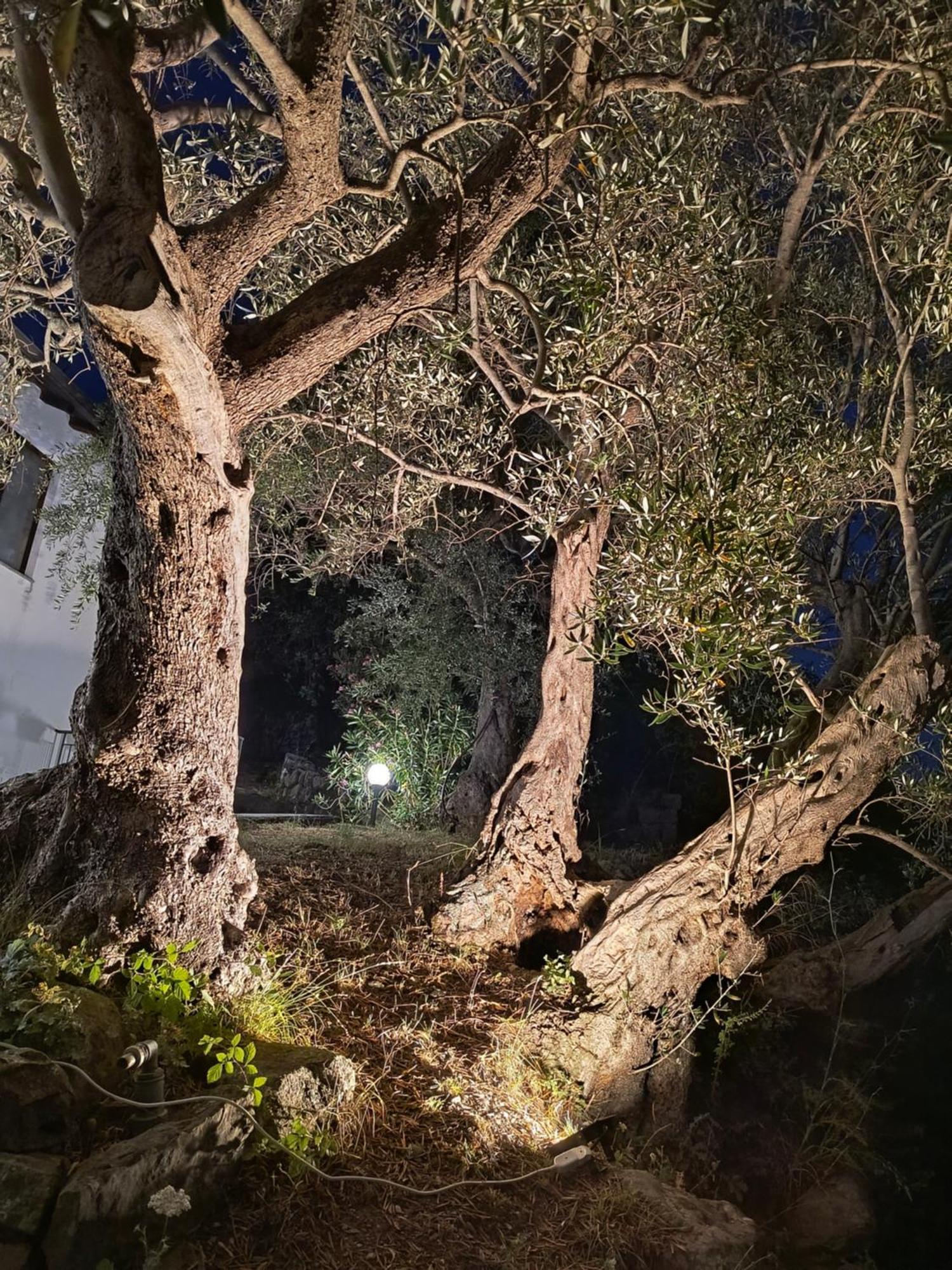 L'Antica Quercia B&B Castell'Umberto Esterno foto